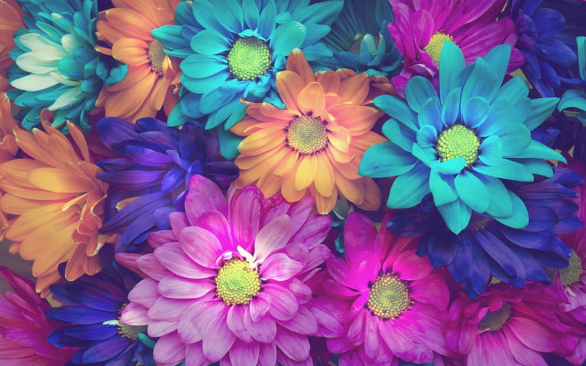 Colorful Daisy Flowers Pink Blue Orange Background HD wallpaper