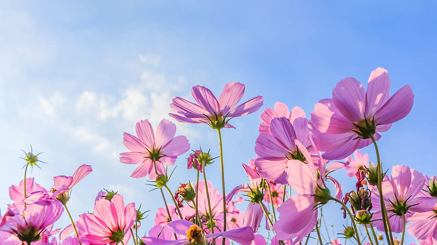 Pink cosmos flowers, summer, blue sky U HD wallpaper