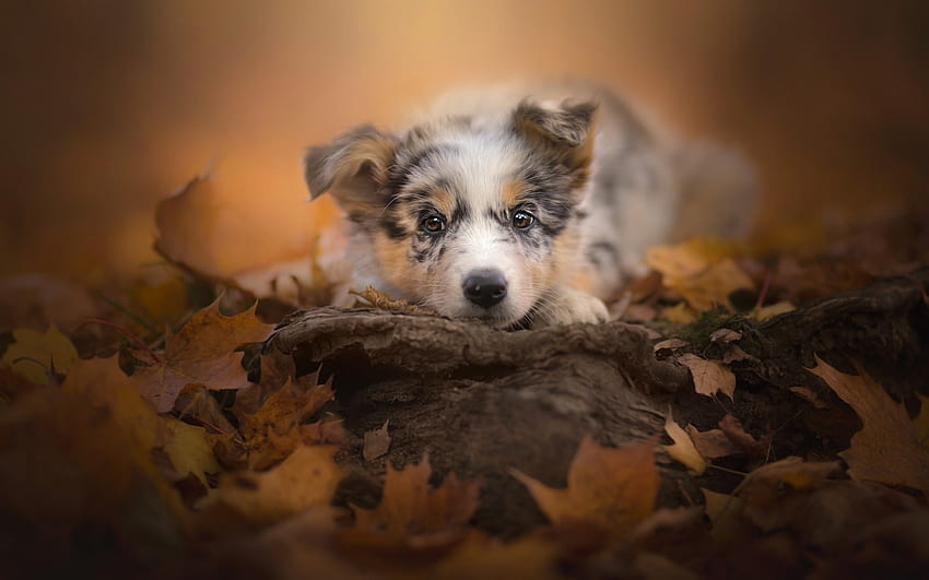 Кученце, куче, животно, сладко, оранжево, австралийска овчарка, есен, листа, кейн HD тапет