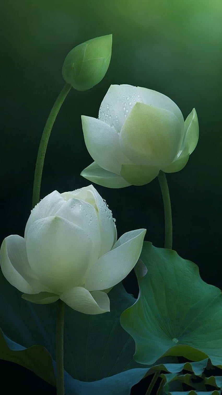 Lotusblume, weißer Lotus HD-Handy-Hintergrundbild