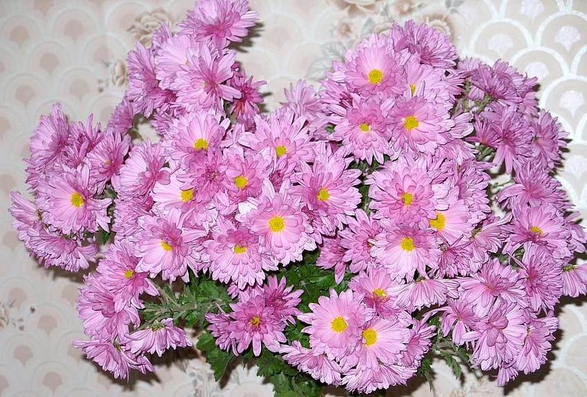 Blumen, Blumenstrauß, Wand, Astern HD-Hintergrundbild