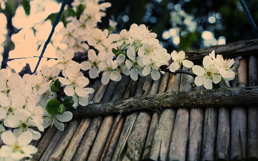 Flowers, Wood, Tree, Branch, Inflorescence, Apple Tree HD wallpaper