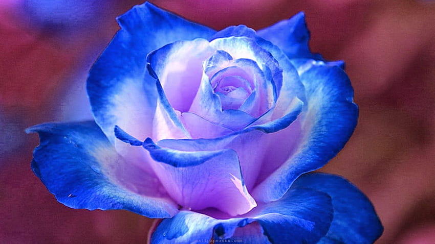 : Mavi Çiçek, Kraliyet Mavisi Çiçekler HD duvar kağıdı