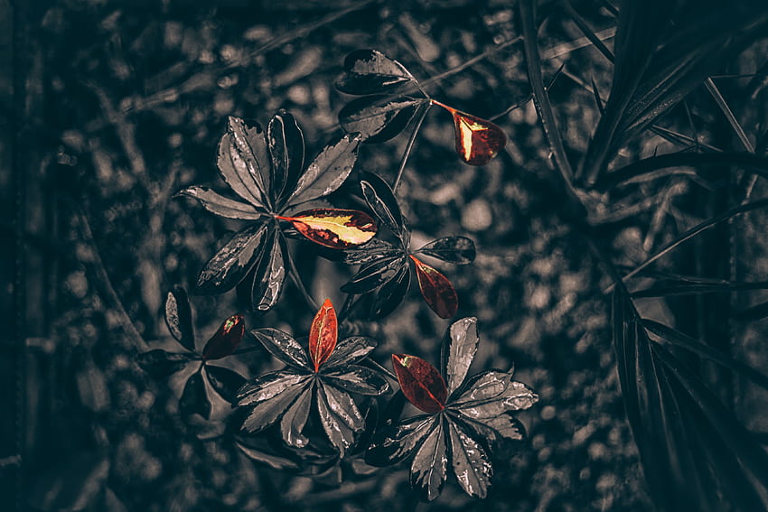 Leaves, Drops, Plant, Macro HD wallpaper
