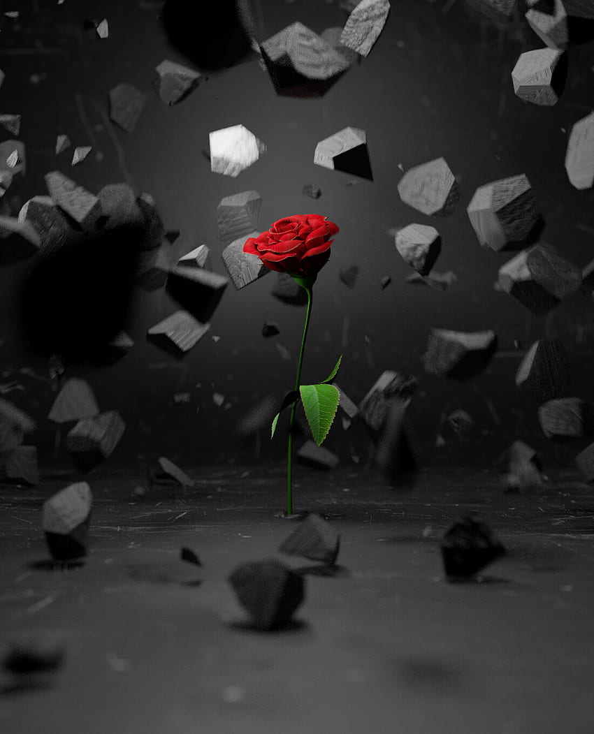 Stones, Flower, Rose Flower, Rose, 3D, Shards, Smithereens HD phone wallpaper