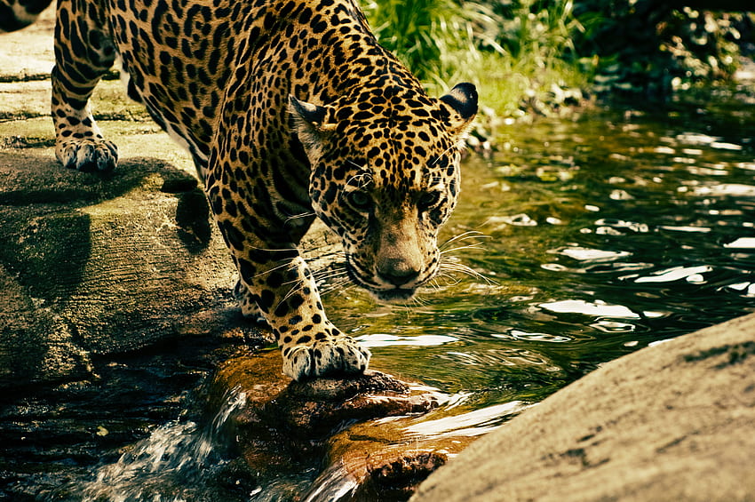 Tiere, Wasser, Leopard, Raubtier, Raubkatze HD-Hintergrundbild