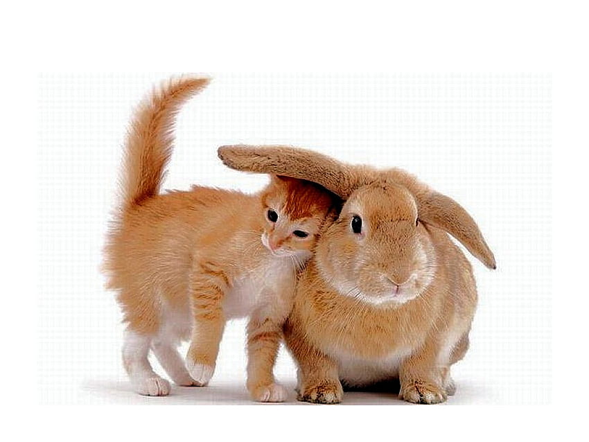 Katze mit Kaninchen, Katze, lustig, Kaninchen HD-Hintergrundbild