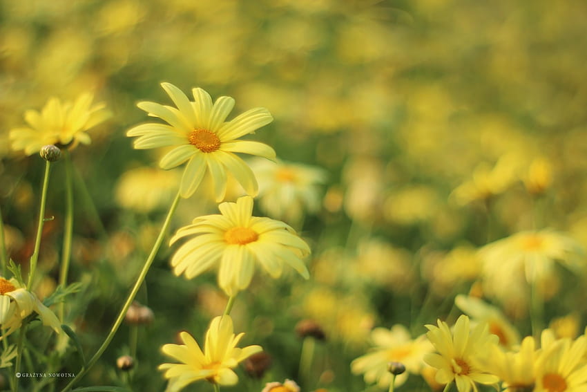 Daisy Kuning, Kuning, padang rumput, bunga, Daisy Wallpaper HD