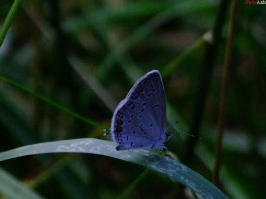 Blue Butterfly, blue, leaves, butterfly HD wallpaper