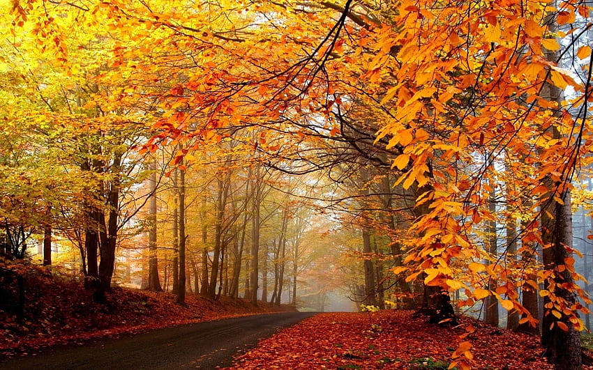 Fall Trees Background, New England Fall HD wallpaper | Pxfuel