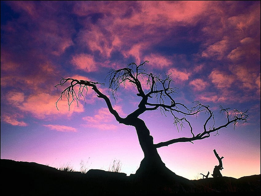 Pohon Matahari Terbit, merah muda, merah, lanskap, langit, matahari terbenam, matahari terbit, pohon Wallpaper HD