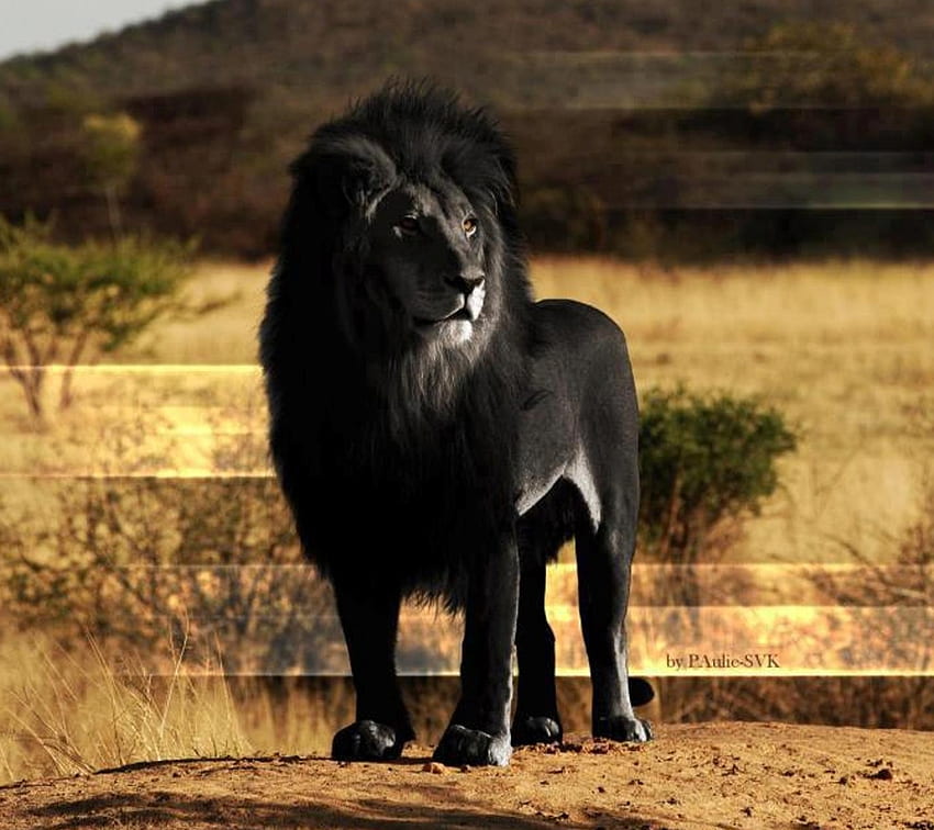 León negro, gatos, melena, salvaje, león fondo de pantalla