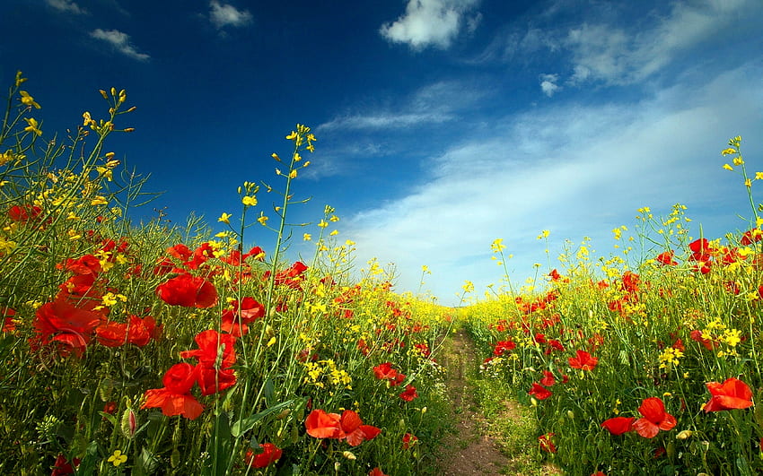 Hübscher Papaver, Natur, Wiese, Blume, Papaver HD-Hintergrundbild
