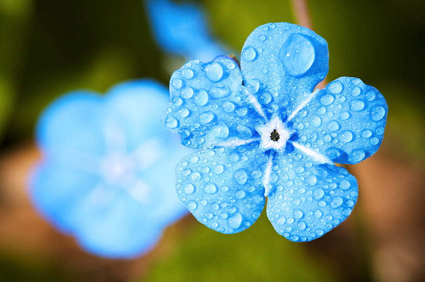 Drops, Macro, Forget-Me-Not, Golboy, Holbowy HD тапет