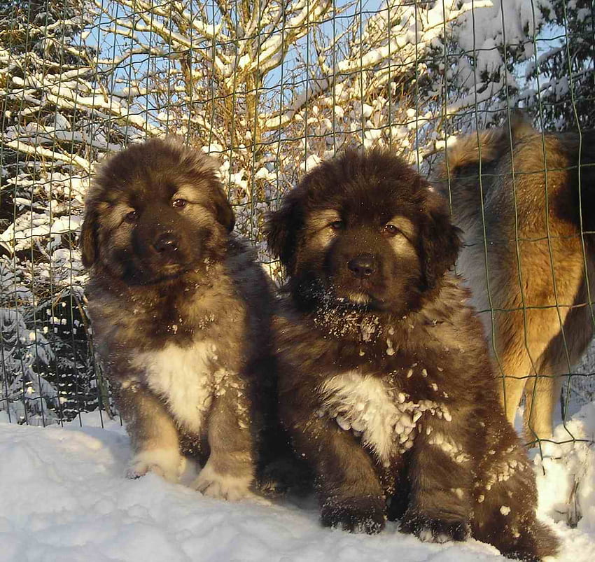 Caucasian Shepherd dogs winter and HD wallpaper