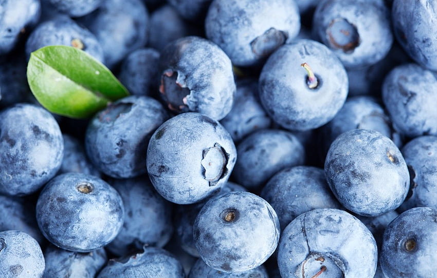 berries, blueberries, fresh, blueberry, berries HD wallpaper