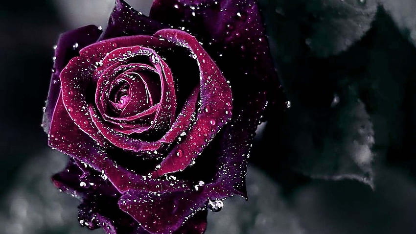 Rosa de terciopelo rojo, noche, negro, grafía, colores, gotas, grena, rosa, 1920x1080, pétalos, flor, rocío, macro, jardín, púrpura, gris, terciopelo, vid, rojo, ancha, jazmín fondo de pantalla