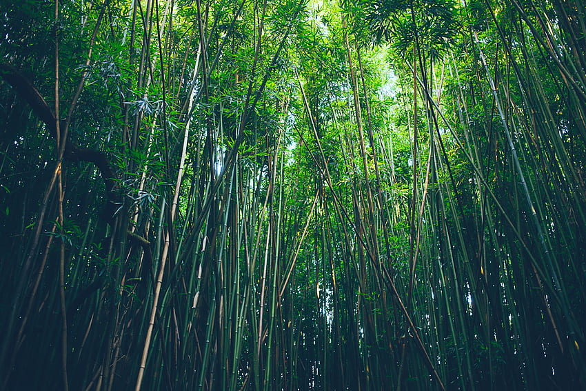 Alam, Pohon, Bambu, Belukar, Belukar Wallpaper HD