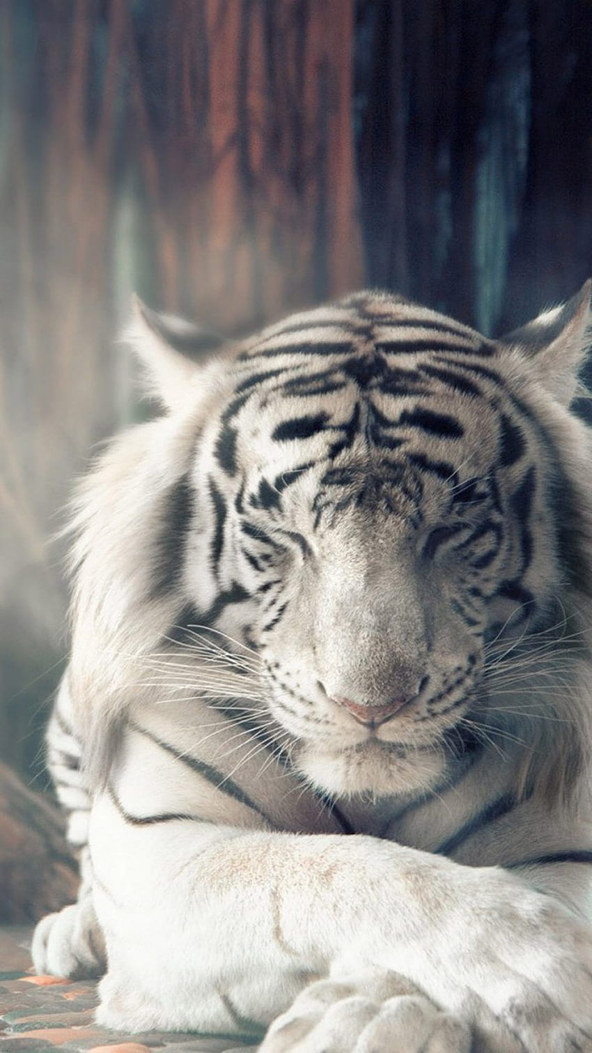 เสือเบงกอลขาวสำหรับมือถือ สัตว์วิญญาณเสือ สัตว์สวยงาม เสือโคร่ง เสือโคร่งไซบีเรียสีขาวนวล วอลล์เปเปอร์โทรศัพท์ HD