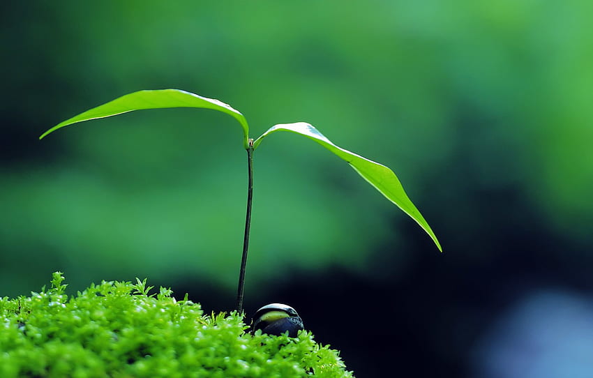 verde, natureza, planta, zen para, seção природа -, Zen grafia papel de parede HD