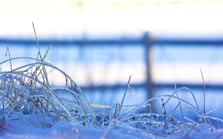 Inverno, erba, ghiaccio, neve, macro, congelato Sfondo HD