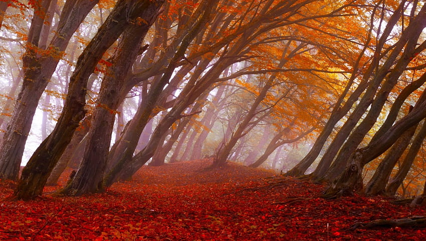 Automne en rouge, feuilles, rouge, arbres, automne, feuillage Fond d'écran HD