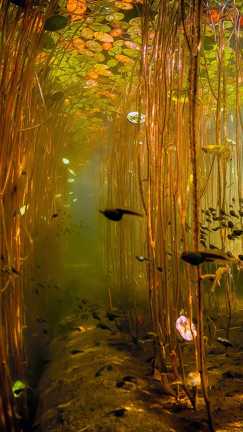 Water Tadpoles Underwater iPhone 6, Underwater Forest HD phone wallpaper