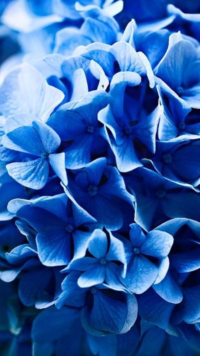 Blue Colour, Blue Colour Flowers HD phone wallpaper | Pxfuel