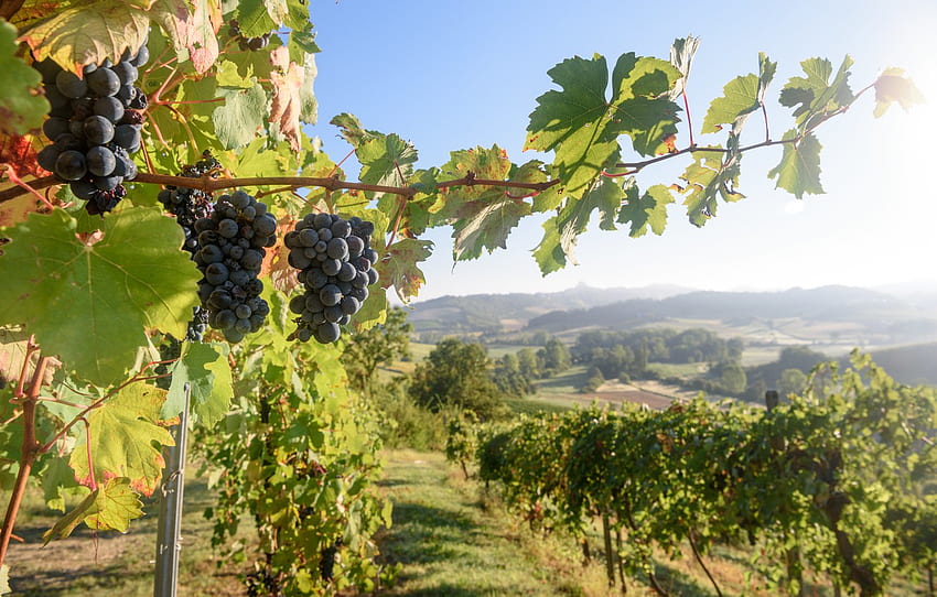 harvest, grapes, Italy, vineyard for , section пейзажи HD wallpaper