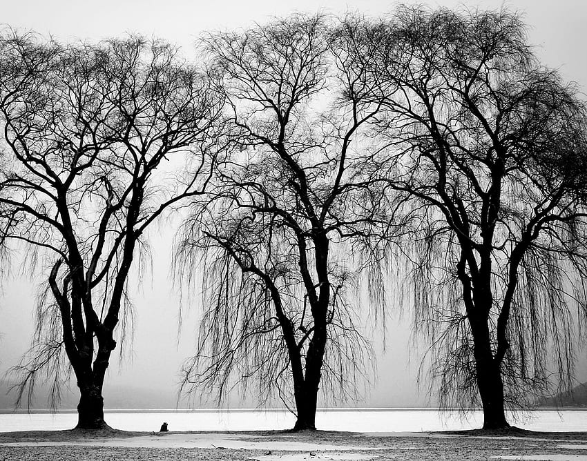 세 개의 검은 나무 · 주식, 멋진 흑백 나무 HD 월페이퍼