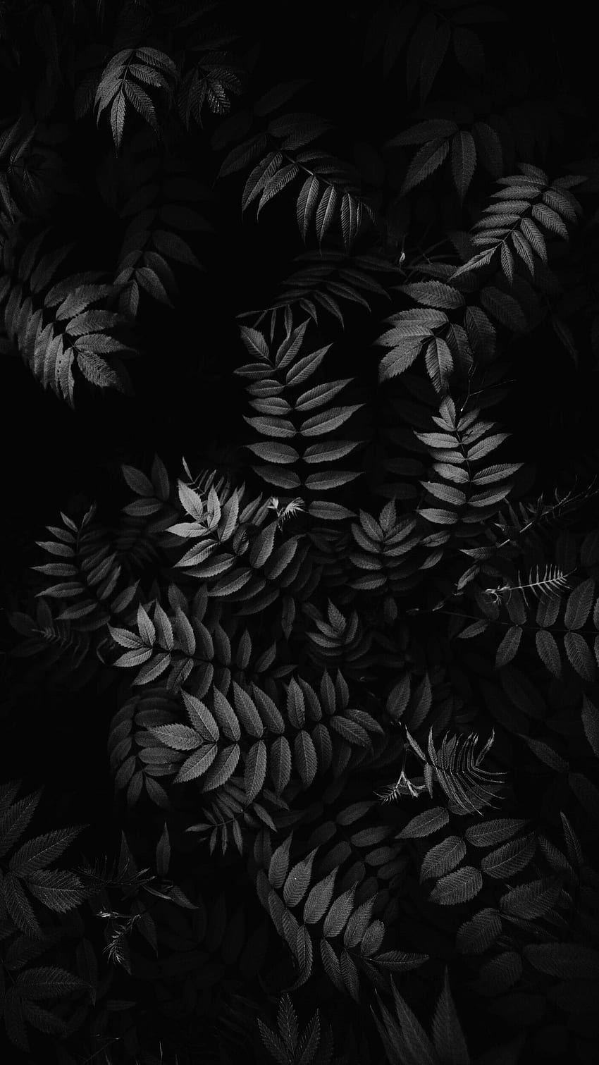 Pin oleh Fatin Sarman de Black & White. iphone hitam, hitam dan putih, graphie, esthétique des feuilles sombres Fond d'écran de téléphone HD