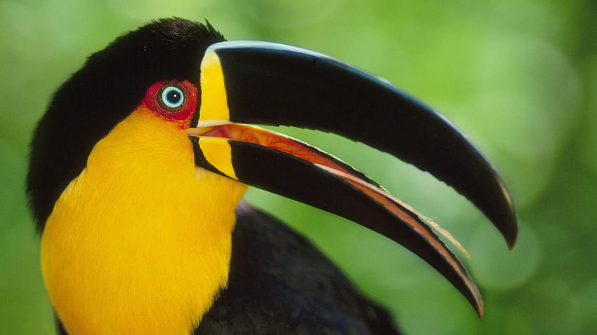 Animals, Bird, Beak, Multicolored, Motley, Toucan HD wallpaper