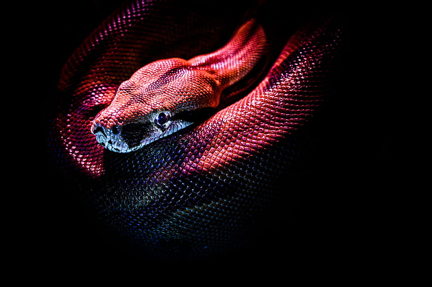 붉은 뱀의 · 주식, 검은색과 붉은색 뱀 HD 월페이퍼