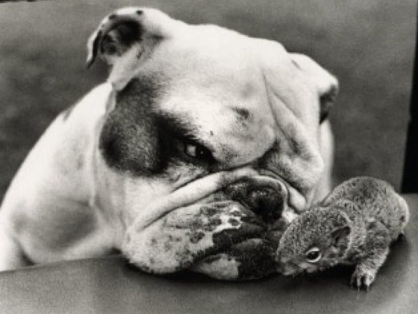 bulldog e scoiattolo, non scherzare con me, ti tengo d'occhio Sfondo HD