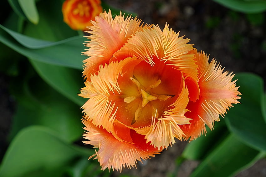 Tulip, orange, macro, flower, nature, lalea HD wallpaper