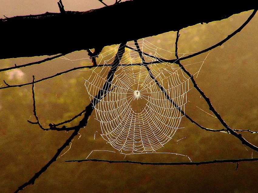Dewy Web, web, spider, limb, dew HD wallpaper