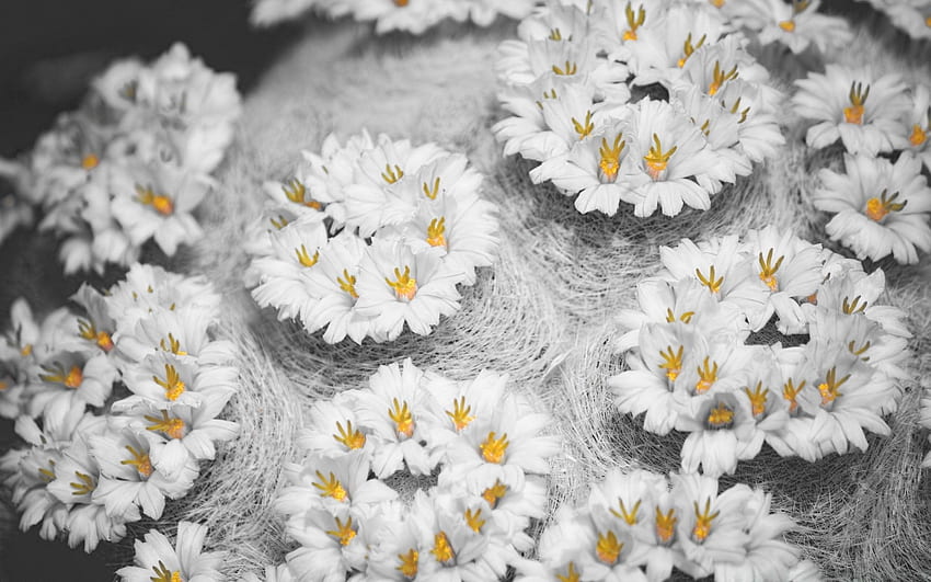 Cactus Flowers Black White Yellow HD wallpaper