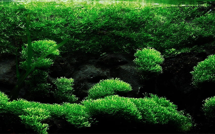 Kreatywne projektowanie akwarium 10, roślina 3D Tapeta HD