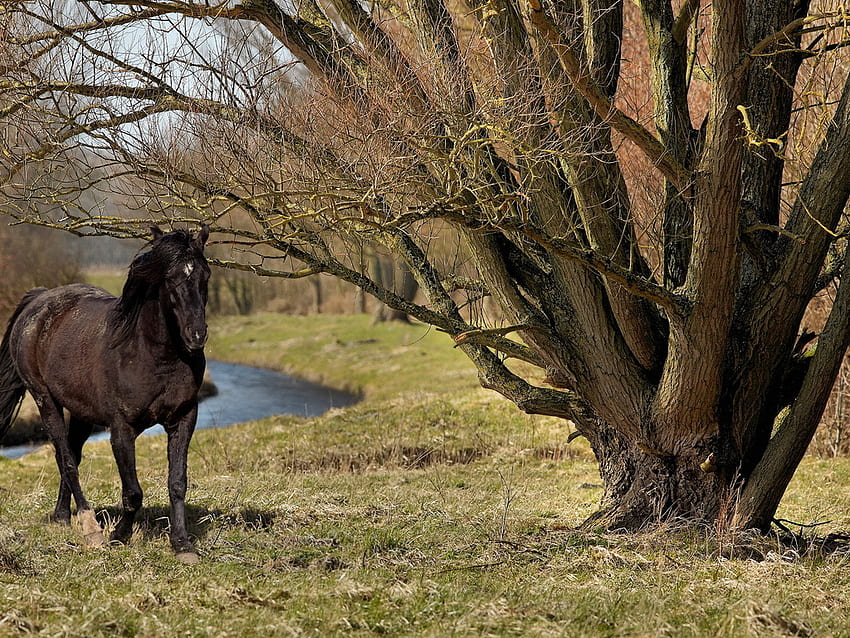 Horse near lake, animal, horse, pretty, nature, grass, tree HD wallpaper