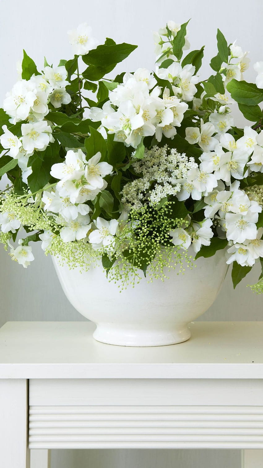 White Flowers, Flowers Pot HD phone wallpaper