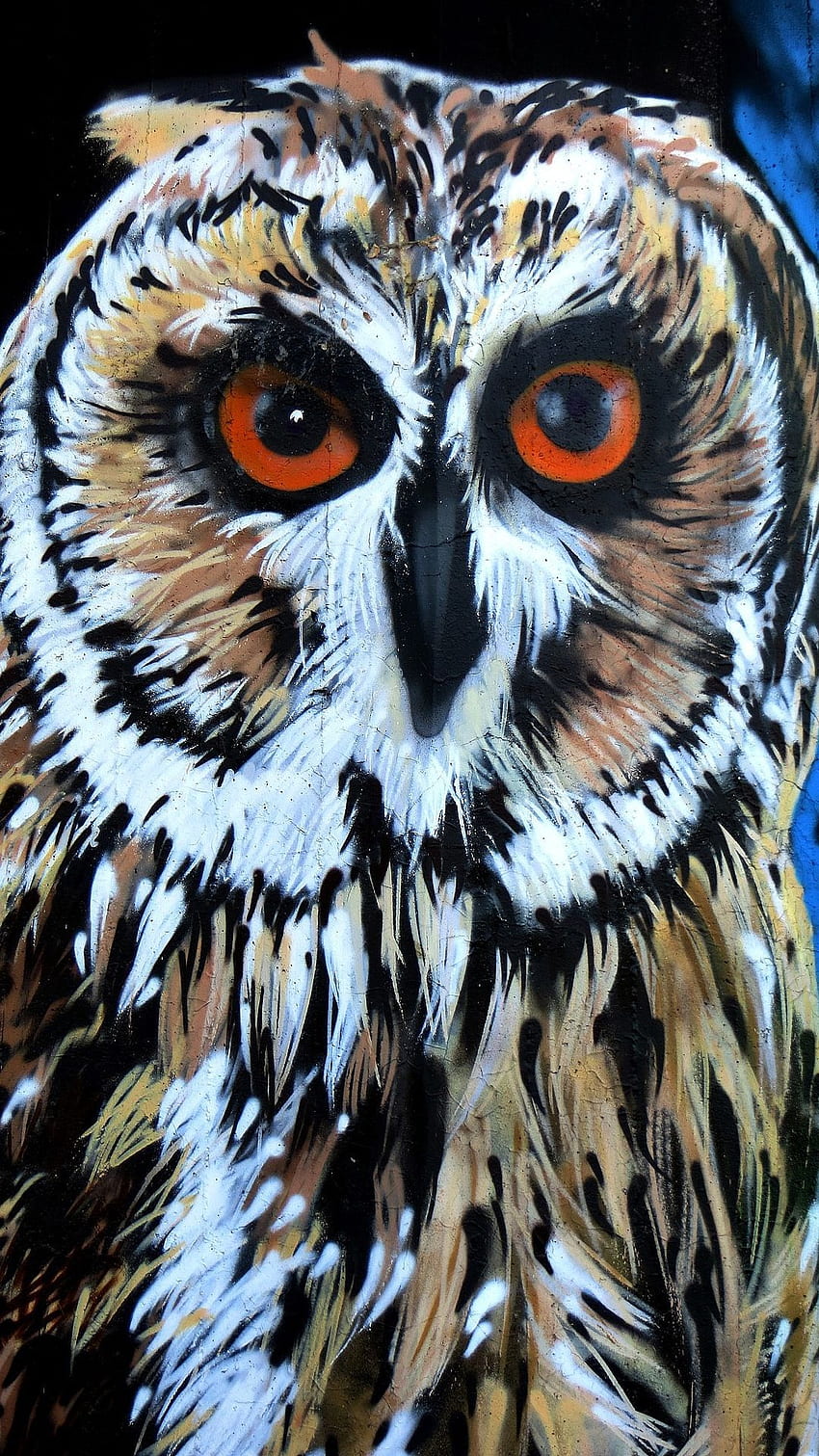 Graffiti Owl Bird . birds, Owl Geometric HD phone wallpaper