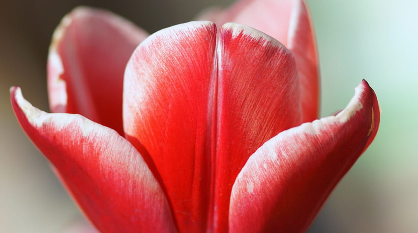 Tulips, Scarlet, White, Red, Tulip, Churippu, Tulipa gesneriana, 3840x2160, Flowers, , Rose Grey, Flower, Vermilion HD wallpaper