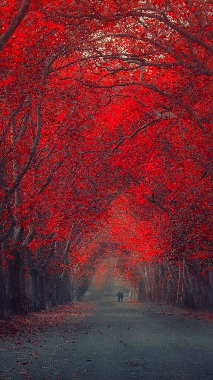 Camino del bosque de octubre rojo iPhone 6 fondo de pantalla del teléfono