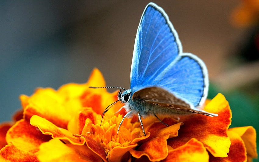 Macro, Surface, Butterfly, Wings HD wallpaper