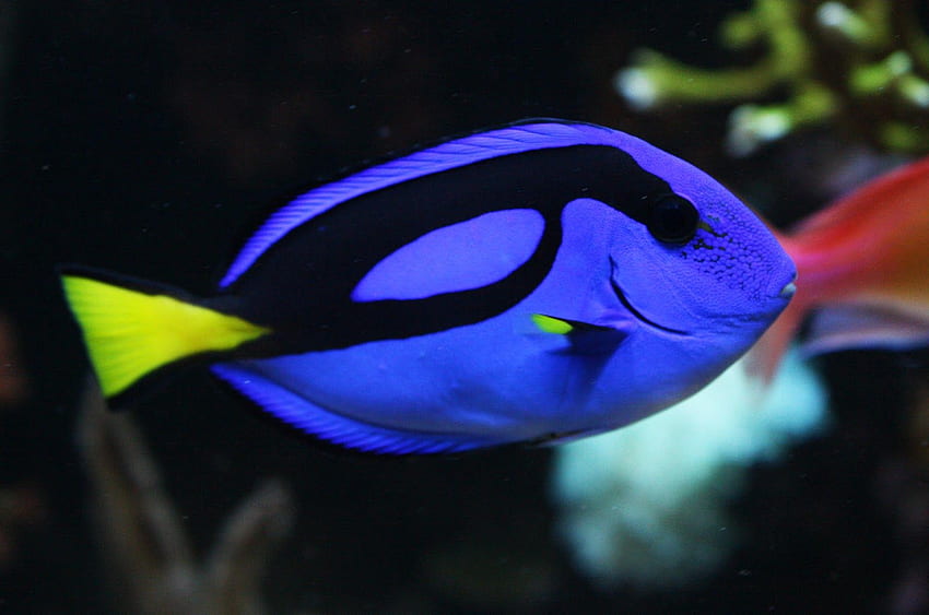 Fun Animals Wiki, Videos, , Stories: Blue Tang Fish HD wallpaper