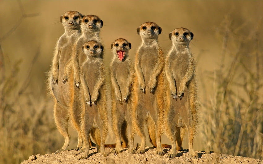 Animals, Meerkats, Crowd, To Stand, Stand, Multitude, Lots Of, Danger HD wallpaper