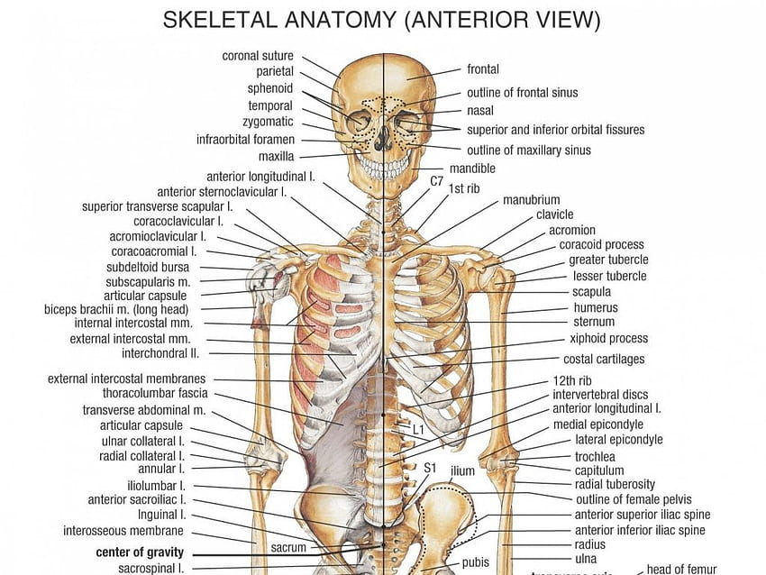 Human Anatomy, Anatomy and Physiology HD wallpaper