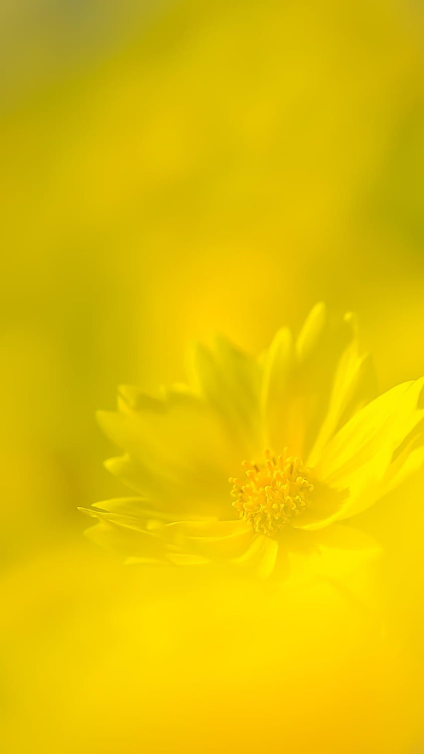 Flor de cor amarela, flor de cor amarela, flor amarela Papel de parede de celular HD