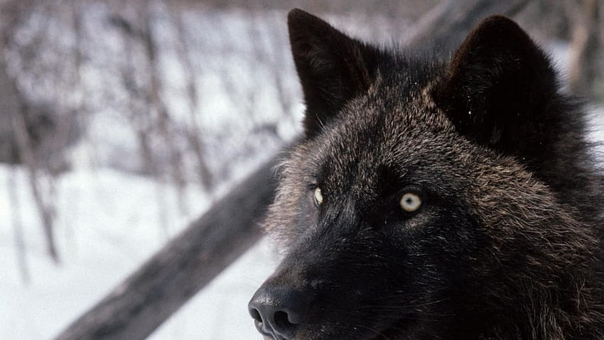 czarne oczy wilka, zima, pies, canis lupus, samotny wilk, wilk, wycie, śnieg, stado, mityczny, biały, drewno, wilki, szary, lobo, mądrość piękna, szary wilk, mądrość, natura, psi, przyjaźń, arktyczny , samotność, czarny, cytaty, wataha wilków, , dzikie zwierzę czarny, wolfrunning, abstrakcyjny, pakiet, majestatyczny, wycie, duch, wilk Tapeta HD