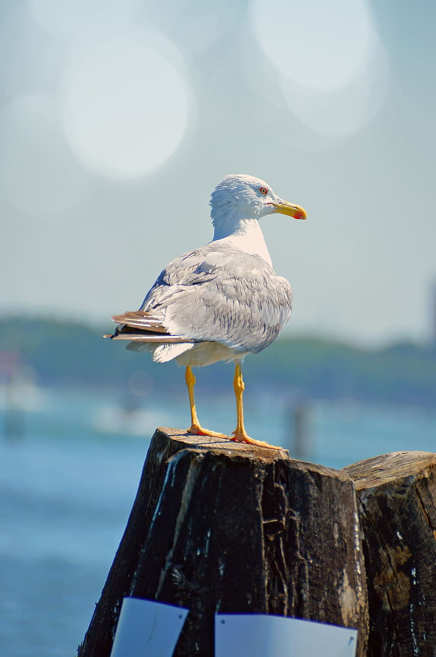: seagull, bird, sea bird, sea gull, hunting, water HD phone wallpaper